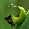 Puss Moth - Cerura vinula, caterpillar | Fotografijos autorius : Gintautas Steiblys | © Macronature.eu | Macro photography web site