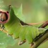 Puss Moth - Cerura vinula, caterpillar | Fotografijos autorius : Lukas Jonaitis | © Macronature.eu | Macro photography web site