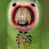 Puss Moth - Cerura vinula, caterpillar | Fotografijos autorius : Lukas Jonaitis | © Macronature.eu | Macro photography web site