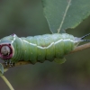 Puss Moth - Cerura vinula, caterpillar | Fotografijos autorius : Žilvinas Pūtys | © Macronature.eu | Macro photography web site