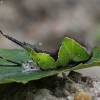 Didysis dviuodegis - Cerura vinula, vikšras | Fotografijos autorius : Vytautas Gluoksnis | © Macronature.eu | Macro photography web site