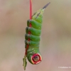 Puss Moth - Cerura vinula, caterpillar | Fotografijos autorius : Gediminas Gražulevičius | © Macronature.eu | Macro photography web site