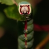 Puss Moth - Cerura vinula, caterpillar | Fotografijos autorius : Zita Gasiūnaitė | © Macronature.eu | Macro photography web site