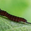 Puss Moth - Cerura vinula, young caterpillar | Fotografijos autorius : Oskaras Venckus | © Macronature.eu | Macro photography web site