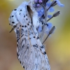 Puss Moth - Cerura vinula | Fotografijos autorius : Arūnas Eismantas | © Macronature.eu | Macro photography web site