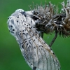 Puss Moth - Cerura vinula | Fotografijos autorius : Gintautas Steiblys | © Macronature.eu | Macro photography web site