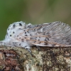 Puss Moth - Cerura vinula | Fotografijos autorius : Žilvinas Pūtys | © Macronature.eu | Macro photography web site