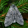 Puss Moth - Cerura vinula | Fotografijos autorius : Gintautas Steiblys | © Macronature.eu | Macro photography web site