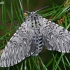 Puss Moth - Cerura vinula | Fotografijos autorius : Gintautas Steiblys | © Macronature.eu | Macro photography web site