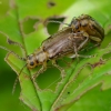 Putininis aksominukas - Pyrrhalta viburni | Fotografijos autorius : Romas Ferenca | © Macrogamta.lt | Šis tinklapis priklauso bendruomenei kuri domisi makro fotografija ir fotografuoja gyvąjį makro pasaulį.