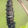 Queen of Spain fritillary - Issoria lathonia, caterpillar | Fotografijos autorius : Gintautas Steiblys | © Macronature.eu | Macro photography web site