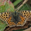 Queen of Spain fritillary - Issoria lathonia | Fotografijos autorius : Gintautas Steiblys | © Macronature.eu | Macro photography web site