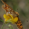 Queen of Spain fritillary - Issoria lathonia | Fotografijos autorius : Gintautas Steiblys | © Macronature.eu | Macro photography web site