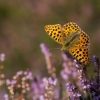 Queen of Spain fritillary - Issoria lathonia | Fotografijos autorius : Zita Gasiūnaitė | © Macronature.eu | Macro photography web site