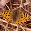 Queen of Spain fritillary - Issoria lathonia | Fotografijos autorius : Romas Ferenca | © Macronature.eu | Macro photography web site