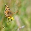 Queen of Spain fritillary - Issoria lathonia | Fotografijos autorius : Vidas Brazauskas | © Macrogamta.lt | Šis tinklapis priklauso bendruomenei kuri domisi makro fotografija ir fotografuoja gyvąjį makro pasaulį.