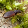 Rūdiškasis slapynžygis - Oxypselaphus obscurus | Fotografijos autorius : Žilvinas Pūtys | © Macrogamta.lt | Šis tinklapis priklauso bendruomenei kuri domisi makro fotografija ir fotografuoja gyvąjį makro pasaulį.