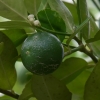 Rūgščiavaisis citrinmedis - Citrus × aurantiifolia, vaisiai | Fotografijos autorius : Nomeda Vėlavičienė | © Macrogamta.lt | Šis tinklapis priklauso bendruomenei kuri domisi makro fotografija ir fotografuoja gyvąjį makro pasaulį.