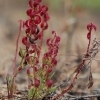 Rūgštynė - Rumex bucephalophorus | Fotografijos autorius : Gintautas Steiblys | © Macrogamta.lt | Šis tinklapis priklauso bendruomenei kuri domisi makro fotografija ir fotografuoja gyvąjį makro pasaulį.
