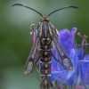 Rūgštyninis stiklasparnis - Pyropteron triannuliformis | Fotografijos autorius : Žilvinas Pūtys | © Macrogamta.lt | Šis tinklapis priklauso bendruomenei kuri domisi makro fotografija ir fotografuoja gyvąjį makro pasaulį.