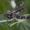 Rūgštyninis stiklasparnis - Pyropteron triannuliformis | Fotografijos autorius : Žilvinas Pūtys | © Macrogamta.lt | Šis tinklapis priklauso bendruomenei kuri domisi makro fotografija ir fotografuoja gyvąjį makro pasaulį.