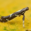 Rūgtinė keršoji kandelė - Calybites phasianipennella | Fotografijos autorius : Žilvinas Pūtys | © Macrogamta.lt | Šis tinklapis priklauso bendruomenei kuri domisi makro fotografija ir fotografuoja gyvąjį makro pasaulį.