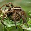 Raft spider - Dolomedes fimbriatus  | Fotografijos autorius : Gintautas Steiblys | © Macronature.eu | Macro photography web site