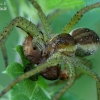 Raft spider - Dolomedes fimbriatus, juv.  | Fotografijos autorius : Gintautas Steiblys | © Macronature.eu | Macro photography web site