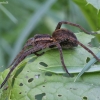 Juostuotasis plūdvoris - Dolomedes fimbriatus | Fotografijos autorius : Vytautas Gluoksnis | © Macronature.eu | Macro photography web site