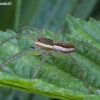 Raft spider - Dolomedes fimbriatus | Fotografijos autorius : Žilvinas Pūtys | © Macronature.eu | Macro photography web site