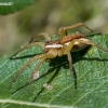Raft spider - Dolomedes fimbriatus | Fotografijos autorius : Oskaras Venckus | © Macronature.eu | Macro photography web site