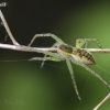 Raft spider - Dolomedes fimbriatus | Fotografijos autorius : Darius Baužys | © Macronature.eu | Macro photography web site