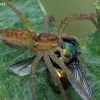 Raft spider - Dolomedes fimbriatus | Fotografijos autorius : Gintautas Steiblys | © Macronature.eu | Macro photography web site