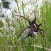 Raft spider - Dolomedes fimbriatus | Fotografijos autorius : Giedrius Švitra | © Macronature.eu | Macro photography web site