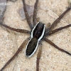 Raft spider - Dolomedes fimbriatus | Fotografijos autorius : Algirdas Vilkas | © Macronature.eu | Macro photography web site