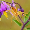 Raft spider - Dolomedes fimbriatus | Fotografijos autorius : Lukas Jonaitis | © Macronature.eu | Macro photography web site
