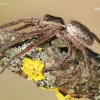 Raft spider - Dolomedes fimbriatus | Fotografijos autorius : Arūnas Eismantas | © Macronature.eu | Macro photography web site