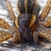 Raft spider - Dolomedes fimbriatus | Fotografijos autorius : Žilvinas Pūtys | © Macronature.eu | Macro photography web site
