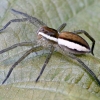 Raft spider - Dolomedes fimbriatus | Fotografijos autorius : Kazimieras Martinaitis | © Macrogamta.lt | Šis tinklapis priklauso bendruomenei kuri domisi makro fotografija ir fotografuoja gyvąjį makro pasaulį.