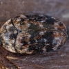 Raibasis kailiavabalis - Trogoderma versicolor | Fotografijos autorius : Žilvinas Pūtys | © Macrogamta.lt | Šis tinklapis priklauso bendruomenei kuri domisi makro fotografija ir fotografuoja gyvąjį makro pasaulį.