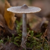 Raibasis nuosėdis - Cortinarius hemitrichus | Fotografijos autorius : Žilvinas Pūtys | © Macrogamta.lt | Šis tinklapis priklauso bendruomenei kuri domisi makro fotografija ir fotografuoja gyvąjį makro pasaulį.