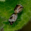 Raiboji skydblakė - Eysarcoris venutissimus | Fotografijos autorius : Romas Ferenca | © Macrogamta.lt | Šis tinklapis priklauso bendruomenei kuri domisi makro fotografija ir fotografuoja gyvąjį makro pasaulį.