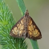 Raitytajuostis plačiasparnis ugniukas - Ecpyrrhorrhoe rubiginalis | Fotografijos autorius : Gintautas Steiblys | © Macrogamta.lt | Šis tinklapis priklauso bendruomenei kuri domisi makro fotografija ir fotografuoja gyvąjį makro pasaulį.