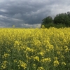 Rapsų laukai | Fotografijos autorius : Gintautas Steiblys | © Macrogamta.lt | Šis tinklapis priklauso bendruomenei kuri domisi makro fotografija ir fotografuoja gyvąjį makro pasaulį.