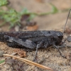 Rattle grasshopper - Psophus stridulus ♂ | Fotografijos autorius : Žilvinas Pūtys | © Macronature.eu | Macro photography web site