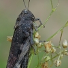 Rattle grasshopper - Psophus stridulus | Fotografijos autorius : Gintautas Steiblys | © Macronature.eu | Macro photography web site