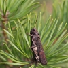 Rattle grasshopper - Psophus stridulus | Fotografijos autorius : Zita Gasiūnaitė | © Macronature.eu | Macro photography web site