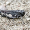 Rattle grasshopper - Psophus stridulus | Fotografijos autorius : Kazimieras Martinaitis | © Macronature.eu | Macro photography web site