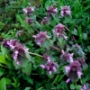Raudonžiedė notrelė - Lamium purpureum | Fotografijos autorius : Aleksandras Stabrauskas | © Macrogamta.lt | Šis tinklapis priklauso bendruomenei kuri domisi makro fotografija ir fotografuoja gyvąjį makro pasaulį.
