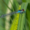 Raudonakė strėliukė - Erythromma najas | Fotografijos autorius : Dalia Račkauskaitė | © Macrogamta.lt | Šis tinklapis priklauso bendruomenei kuri domisi makro fotografija ir fotografuoja gyvąjį makro pasaulį.
